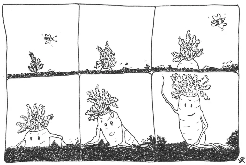 Gezeichnet: Karottengeburt